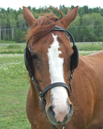 horse blinders What Would Make You Truly Happy?
