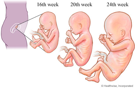 Second trimester unborn baby fetus