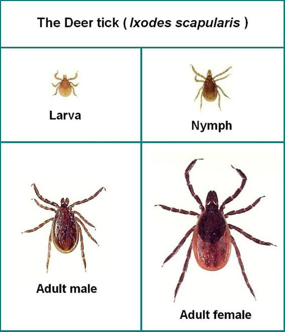 Deer ticks: larva, nymph, adult male, adult female