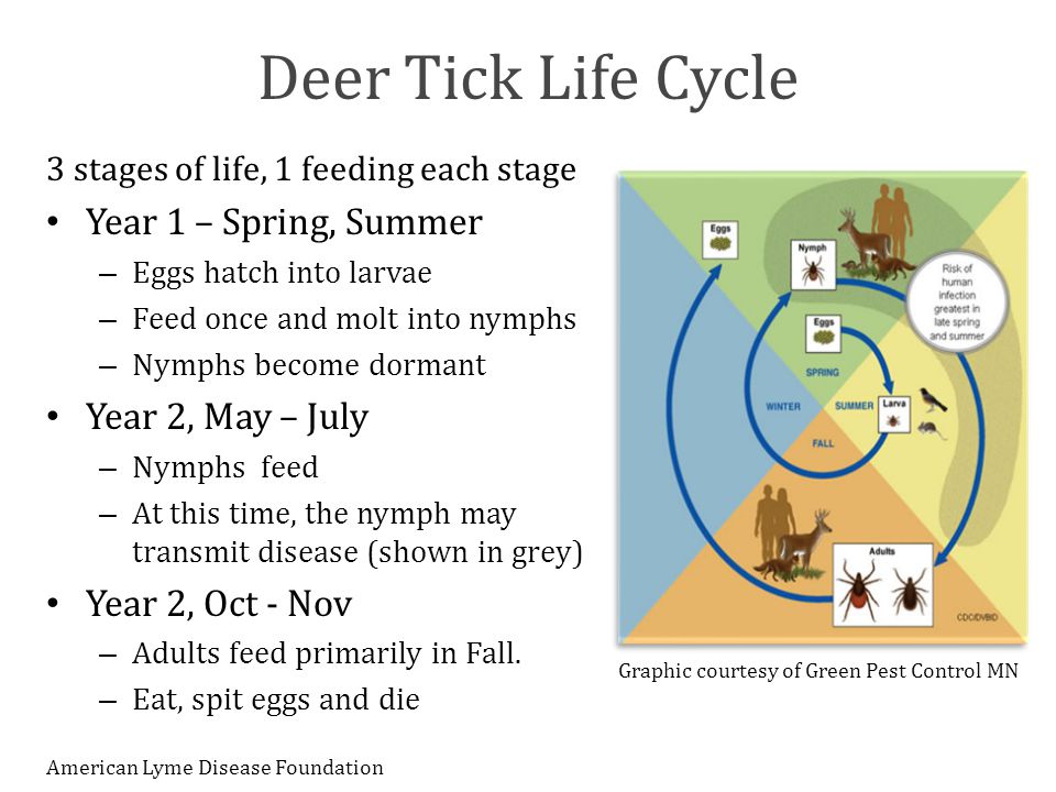 Deer Ticks Life Cycle